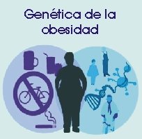 genetica obesidad